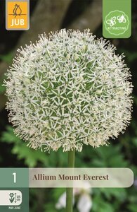 Allium Mount Everest 1 bol - afbeelding 1