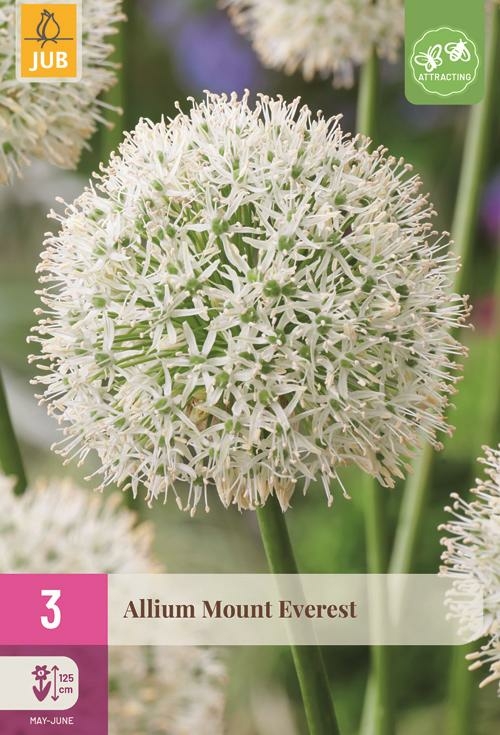 Allium mount everest 3 bollen - afbeelding 1