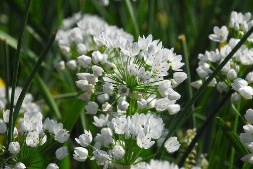 Allium neapolitanum 25 bollen - afbeelding 2