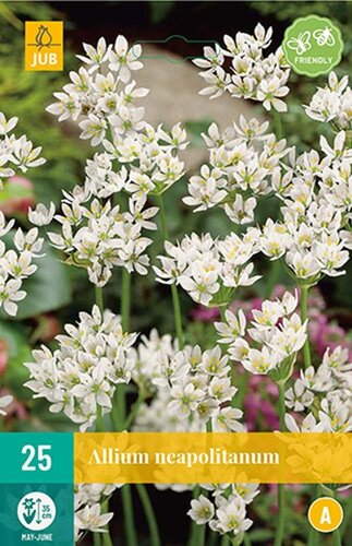 Allium neapolitanum 25 bollen - afbeelding 1