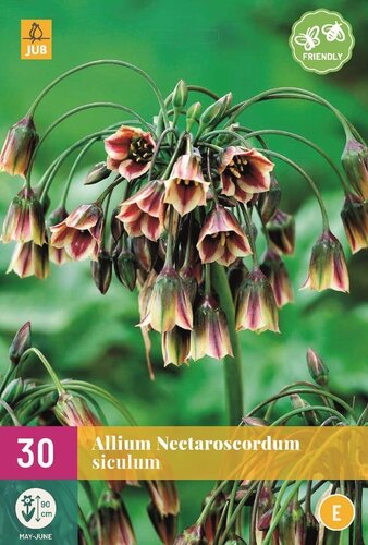 Allium nectaroscordum siculum 30 bollen - afbeelding 1
