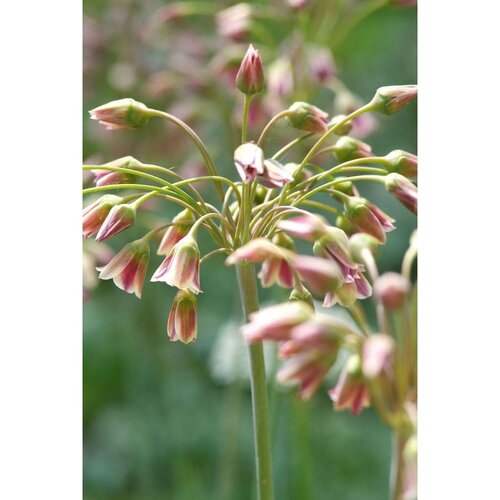 Allium nectaroscordum siculum 30 bollen - afbeelding 2
