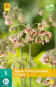 Allium nectaroscordum siculum 5 bollen - afbeelding 2