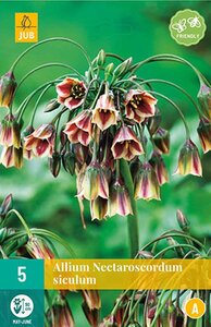 Allium nectaroscordum siculum 5 bollen - afbeelding 2