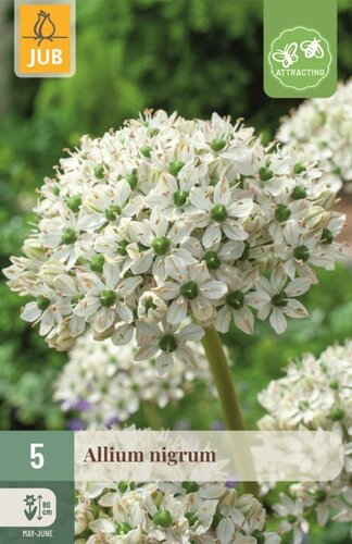 Allium nigrum 5 bollen - afbeelding 1