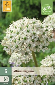Allium nigrum 5 bollen