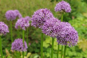 Allium purple sensation 5 bollen - afbeelding 2