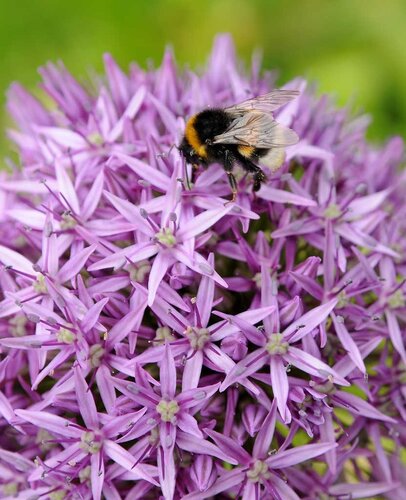 Allium purple sensation 5 bollen - afbeelding 3