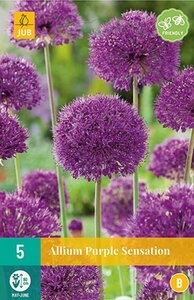 Allium purple sensation 5 bollen - afbeelding 1