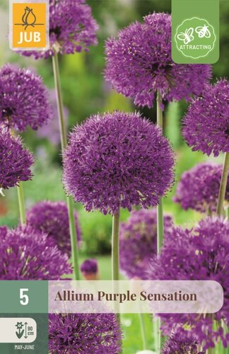 Allium purple sensation 5 bollen - afbeelding 1
