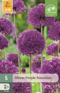 Allium purple sensation 5 bollen - afbeelding 1