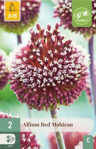 Allium red mohican 2 bollen