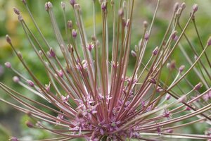 Allium schubertii 3 bollen - afbeelding 2