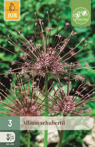 Allium schubertii 3 bollen - afbeelding 1