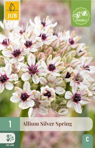 Allium silver spring 1 bol