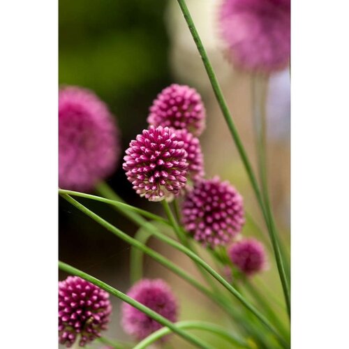 Allium sphaerocephalon 100 bollen - afbeelding 2