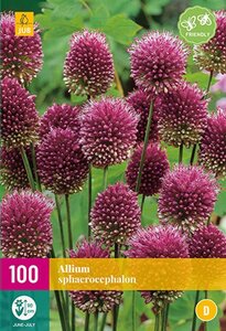 Allium sphaerocephalon 100 bollen - afbeelding 1