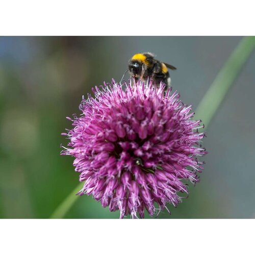 Allium sphaerocephalon 100 bollen - afbeelding 3