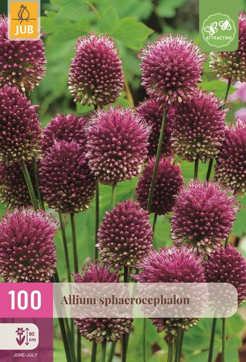 Allium sphaerocephalon 100 bollen - afbeelding 1