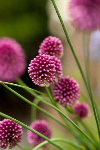 Allium sphaerocephalon 25 bollen - afbeelding 2