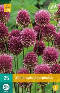 Allium sphaerocephalon 25 bollen - afbeelding 1