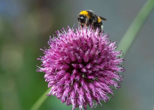 Allium sphaerocephalon 25 bollen - afbeelding 3