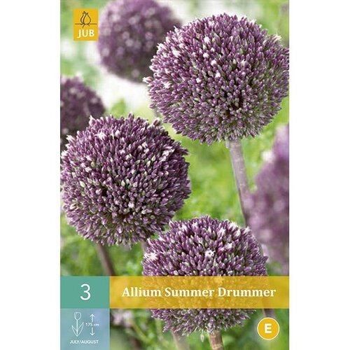 Allium summer drummer 3 bollen