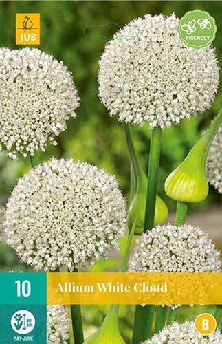 Allium white cloud 10 bollen