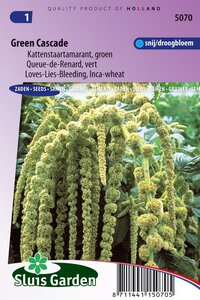 Amaranthus Caudatus zaden Green Cascade