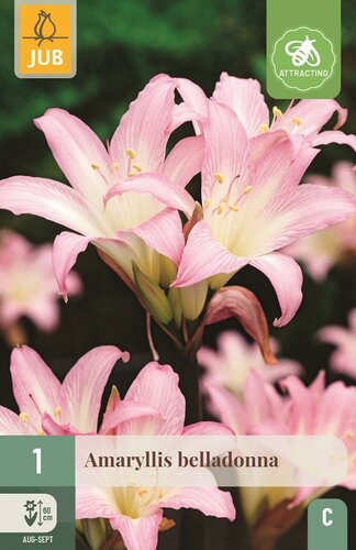 Amaryllis belladonna - afbeelding 1