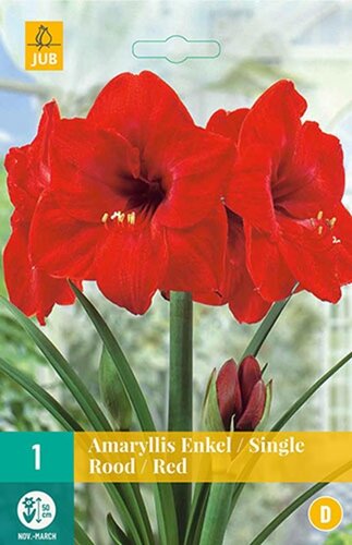 Amaryllis enkel rood 1 bol - afbeelding 1