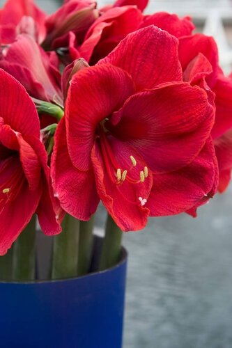 Amaryllis enkel rood 1 bol - afbeelding 2