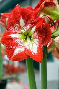 Amaryllis enkel rood / wit 1 bol - afbeelding 2