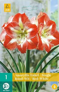 Amaryllis enkel rood / wit 1 bol - afbeelding 1