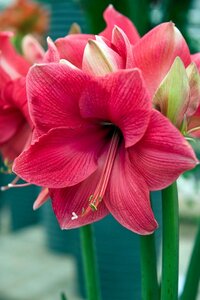 Amaryllis enkel roze 1 bol - afbeelding 2