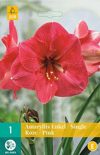 Amaryllis enkel roze 1 bol - afbeelding 1