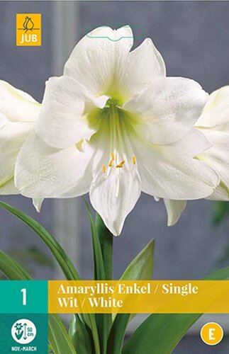 Amaryllis enkel wit 1 bol - afbeelding 1