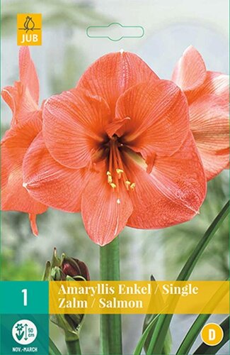 Amaryllis enkel zalm 1 bol