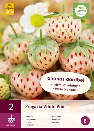 Ananas aardbeiplant white pine