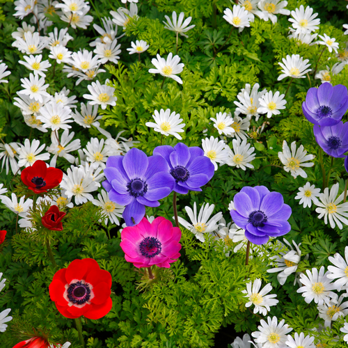 Anemone coronaria de Caen mix - afbeelding 2