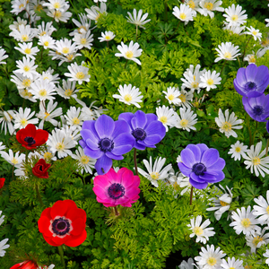 Anemone coronaria de Caen mix - afbeelding 2