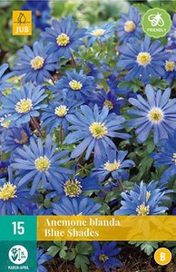 Anemoon blanda blue shades 15 bollen - afbeelding 3
