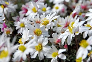 Anemoon blanda white splendour 10 bollen - afbeelding 2