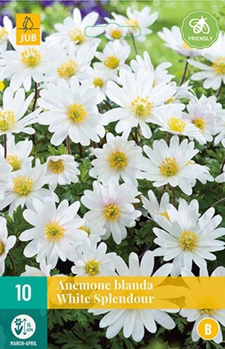 Anemoon blanda white splendour 10 bollen - afbeelding 1