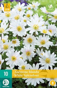 Anemoon blanda white splendour 10 bollen - afbeelding 3