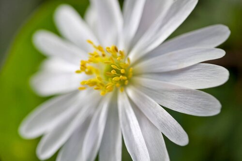 Anemoon blanda white splendour 10 bollen - afbeelding 3