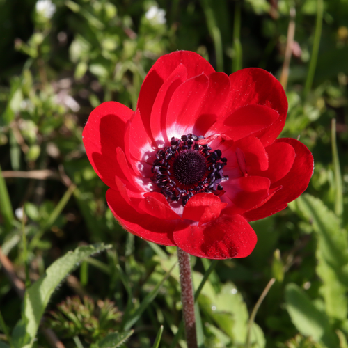 Anemoon coronaria Hollandia - afbeelding 2
