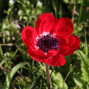 Anemoon coronaria Hollandia - afbeelding 2