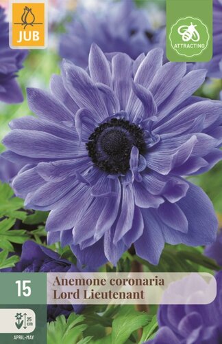 Anemoon coronaria Lord Lieutenant 15 bollen - afbeelding 1