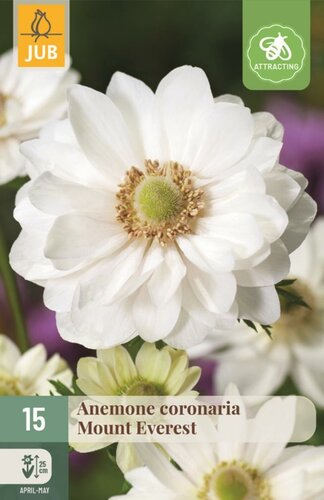 Anemoon coronaria mount everest 15 bollen - afbeelding 1
